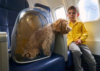 Decisão do TJAM garante transporte aéreo humanizado para cadela paraplégica e reforça bem-estar animal
