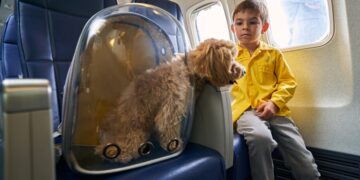 Decisão do TJAM garante transporte aéreo humanizado para cadela paraplégica e reforça bem-estar animal