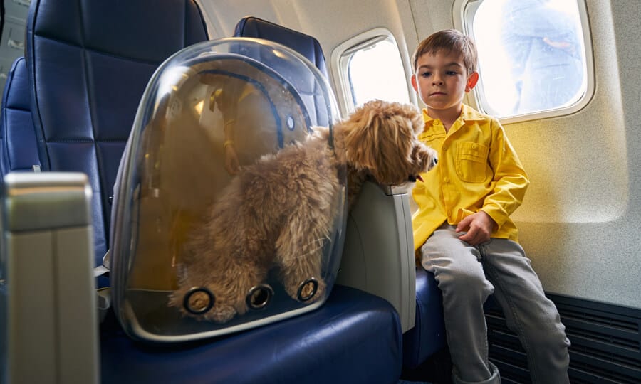Decisão do TJAM garante transporte aéreo humanizado para cadela paraplégica e reforça bem-estar animal