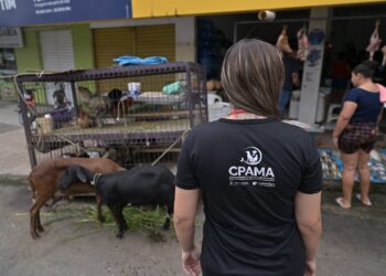 Comissão da Aleam realiza mais de 500 averiguações de maus-tratos a animais no primeiro semestre