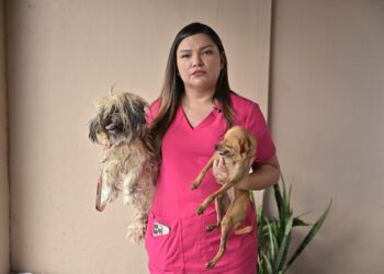 Projeto de Joana Darc propõe Semana Estadual sobre elo entre maus-tratos a animais e violência doméstica
