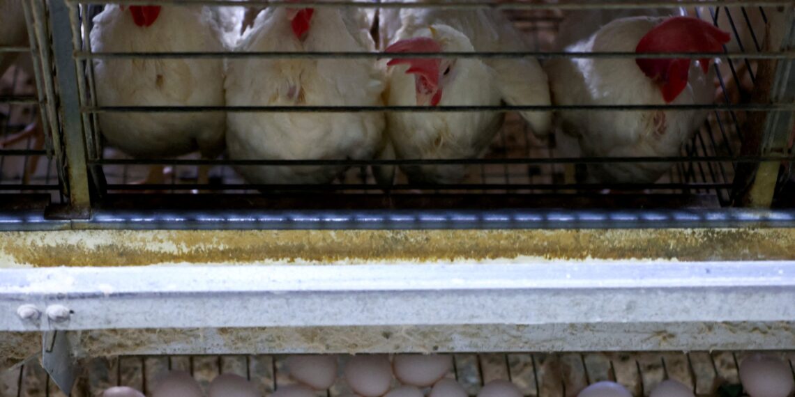 África do Sul e Cingapura voltam a importar frango do Brasil após fim de restrições sanitárias