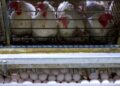 África do Sul e Cingapura voltam a importar frango do Brasil após fim de restrições sanitárias