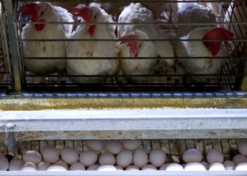 África do Sul e Cingapura voltam a importar frango do Brasil após fim de restrições sanitárias