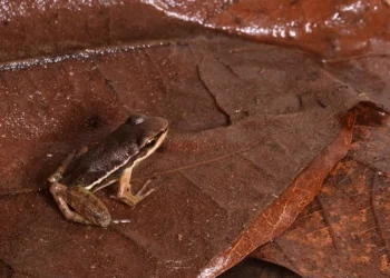 Estudo revela verdadeira causa do desaparecimento de sapos no Brasil
