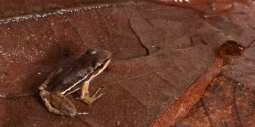 Estudo revela verdadeira causa do desaparecimento de sapos no Brasil