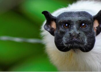 Sauim-de-coleira: símbolo de Manaus está entre os primatas mais ameaçados do mundo