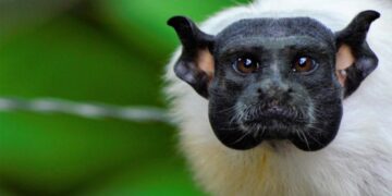 Sauim-de-coleira: símbolo de Manaus está entre os primatas mais ameaçados do mundo
