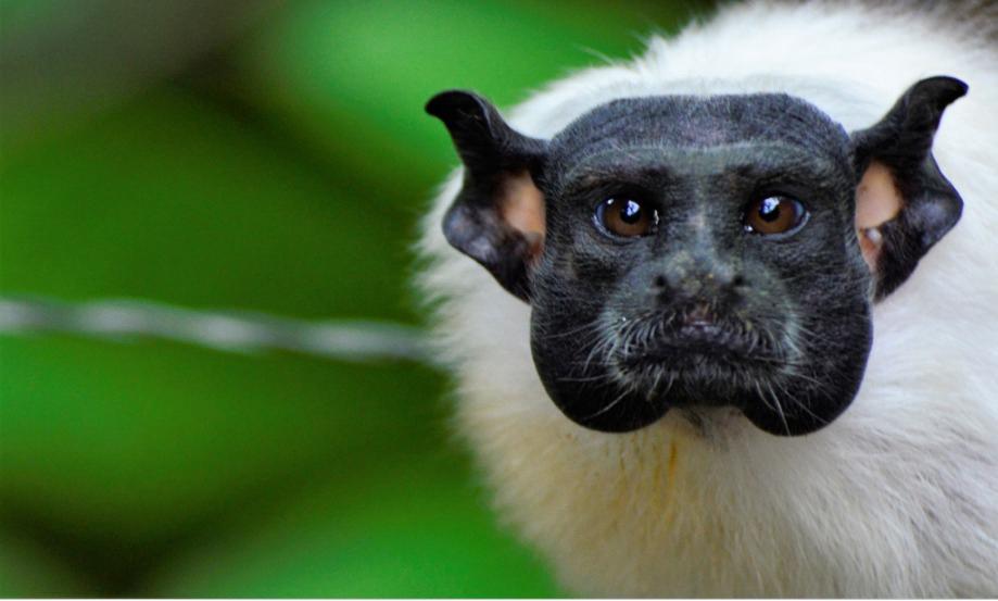 Sauim-de-coleira: símbolo de Manaus está entre os primatas mais ameaçados do mundo