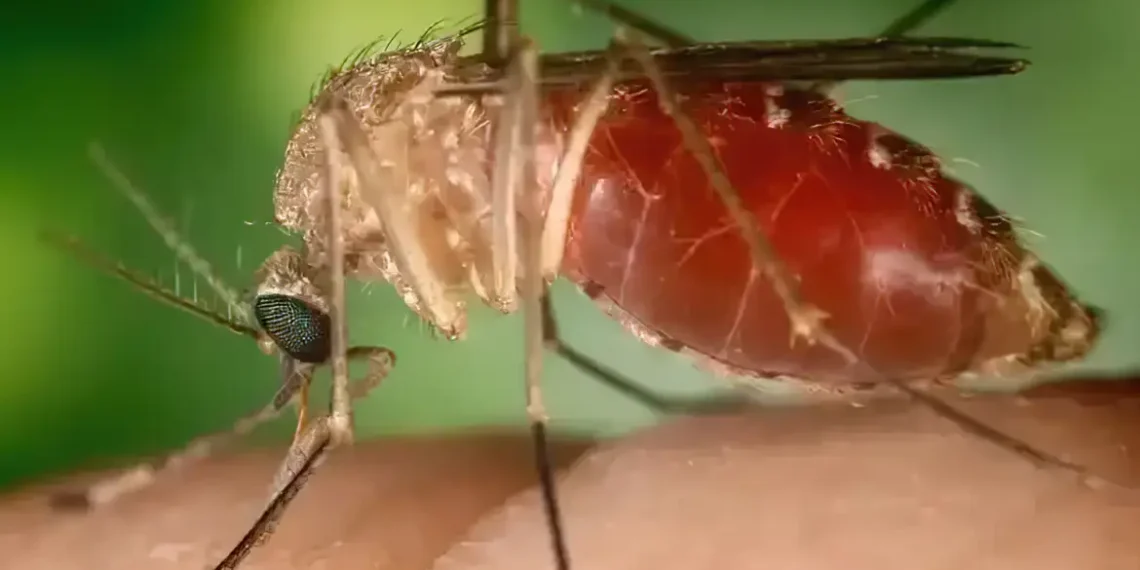 Com avanço da febre oropouche, Brasil bate recorde de casos e preocupa autoridades de saúde