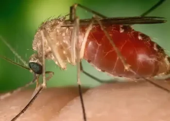 Com avanço da febre oropouche, Brasil bate recorde de casos e preocupa autoridades de saúde