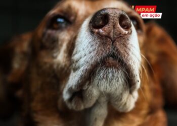 MP investiga ausência de políticas públicas para cães e gatos abandonados em São Sebastião do Uatumã