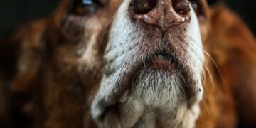 MP investiga ausência de políticas públicas para cães e gatos abandonados em São Sebastião do Uatumã