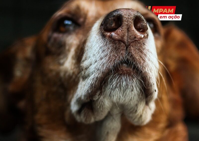 MP investiga ausência de políticas públicas para cães e gatos abandonados em São Sebastião do Uatumã