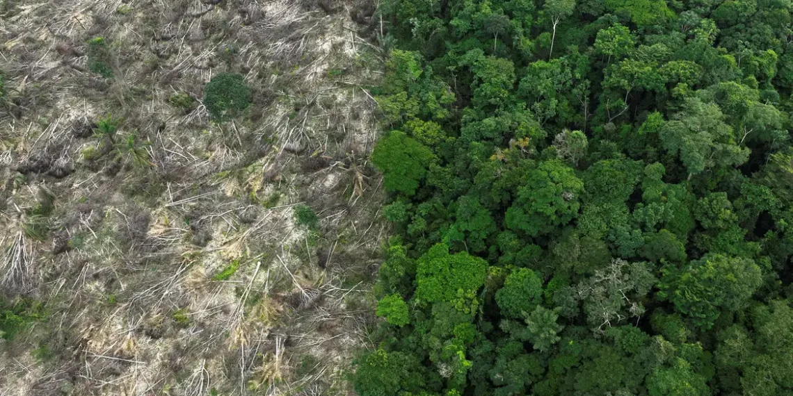 Brasil perdeu 111,7 milhões de hectares de vegetação nativa em 40 anos, diz MapBiomas