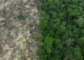 Brasil perdeu 111,7 milhões de hectares de vegetação nativa em 40 anos, diz MapBiomas