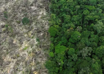 Brasil perdeu 111,7 milhões de hectares de vegetação nativa em 40 anos, diz MapBiomas