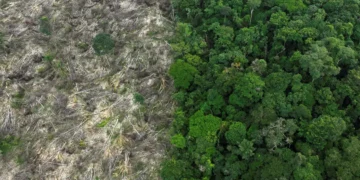 Brasil perdeu 111,7 milhões de hectares de vegetação nativa em 40 anos, diz MapBiomas