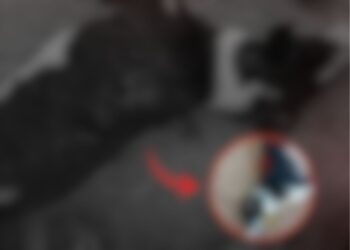 Deputada Joana Darc denuncia morte de cadela a tiros em Itacoatiara