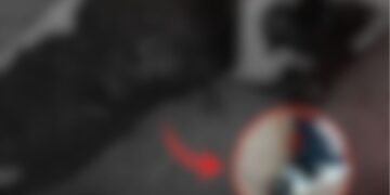 Deputada Joana Darc denuncia morte de cadela a tiros em Itacoatiara