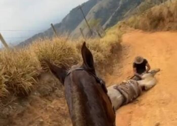 Cavalo mutilado em Bananal é enterrado após perícia da Polícia Civil