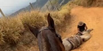Cavalo mutilado em Bananal é enterrado após perícia da Polícia Civil