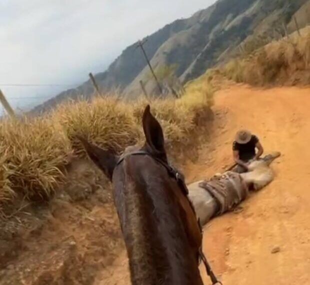 Cavalo mutilado em Bananal é enterrado após perícia da Polícia Civil