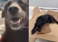 Tentativa de roubo no Guarujá termina com falha de arma e ajuda de cachorro