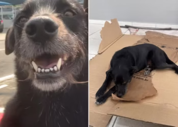 Tentativa de roubo no Guarujá termina com falha de arma e ajuda de cachorro