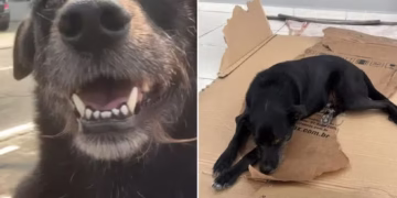 Tentativa de roubo no Guarujá termina com falha de arma e ajuda de cachorro