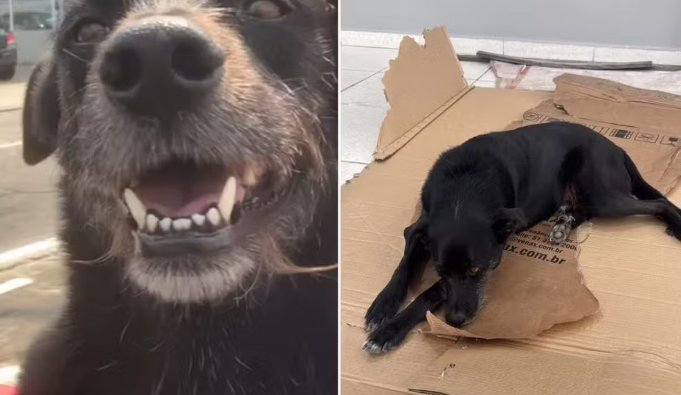 Tentativa de roubo no Guarujá termina com falha de arma e ajuda de cachorro