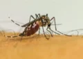 Europa enfrenta recorde de surtos de chikungunya e alta nos casos de vírus do Nilo Ocidental