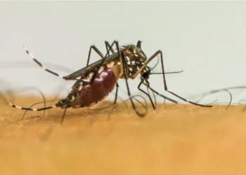 Europa enfrenta recorde de surtos de chikungunya e alta nos casos de vírus do Nilo Ocidental
