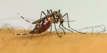 Europa enfrenta recorde de surtos de chikungunya e alta nos casos de vírus do Nilo Ocidental