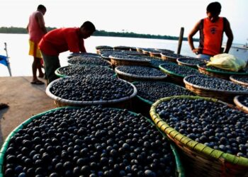Amazonas alcança maior valor da série histórica na extração vegetal, com R$ 376,1 milhões em 2024