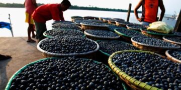 Amazonas alcança maior valor da série histórica na extração vegetal, com R$ 376,1 milhões em 2024