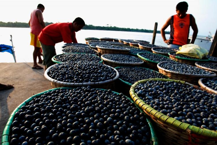 Amazonas alcança maior valor da série histórica na extração vegetal, com R$ 376,1 milhões em 2024