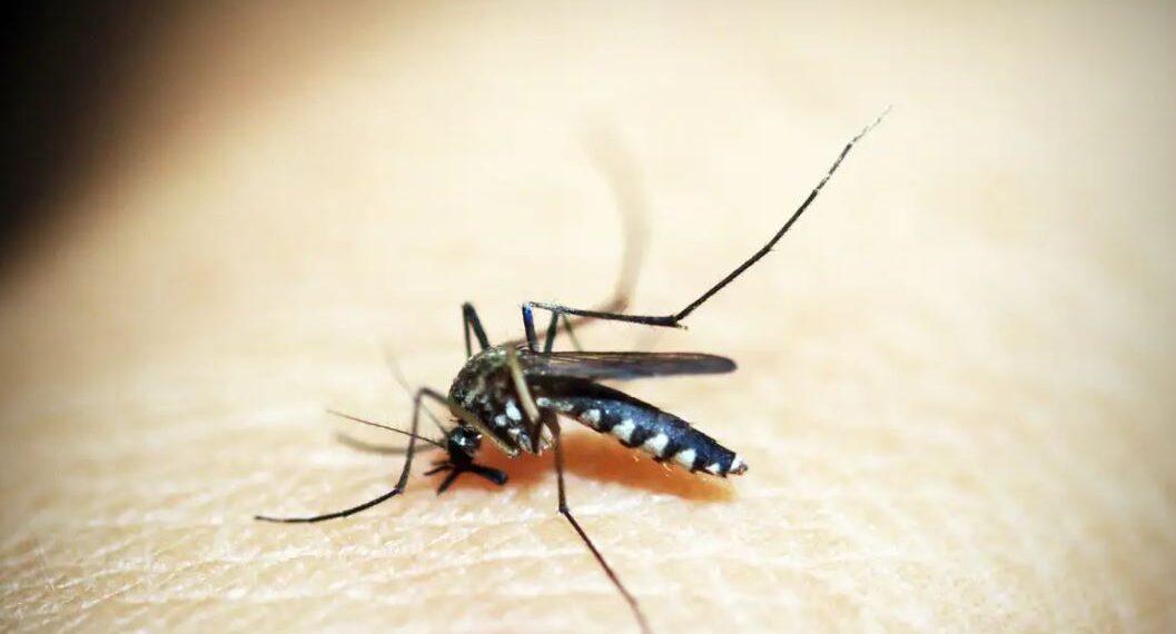Casos de dengue e chikungunya custaram R$ 1,2 bi ao sistema de saúde