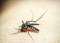 Casos de dengue e chikungunya custaram R$ 1,2 bi ao sistema de saúde