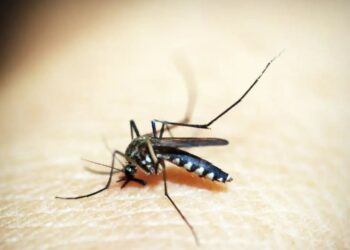 Casos de dengue e chikungunya custaram R$ 1,2 bi ao sistema de saúde