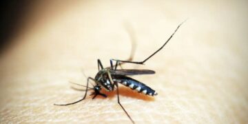 Casos de dengue e chikungunya custaram R$ 1,2 bi ao sistema de saúde