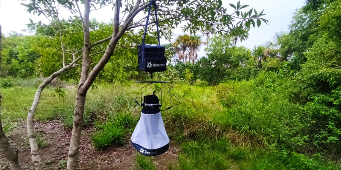 Variante pálida do mosquito Aedes aegypti é identificada pela primeira vez na Amazônia