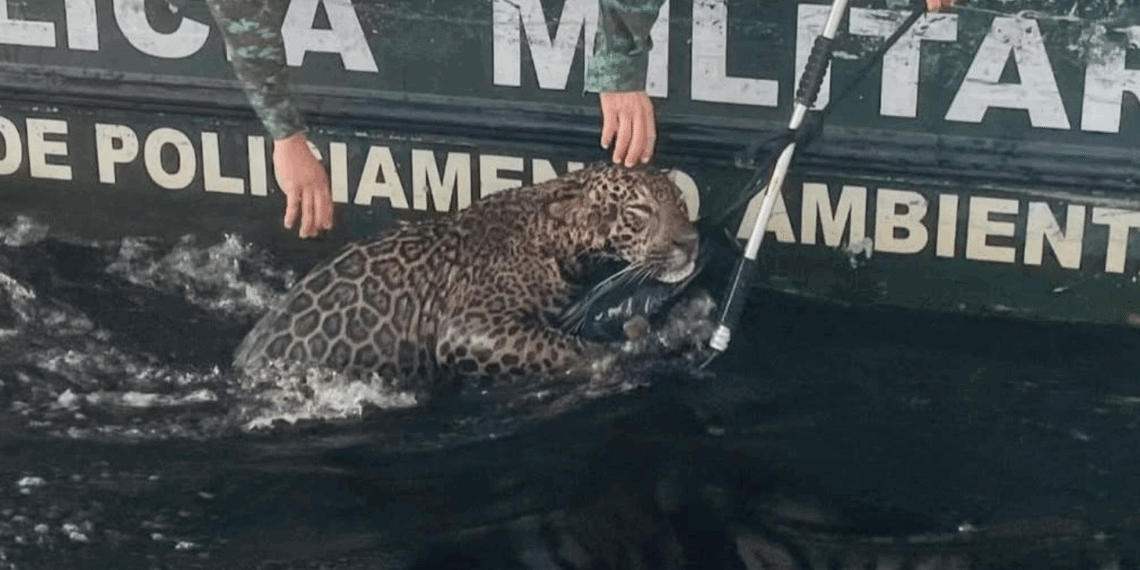 Onça-pintada é resgatada após horas nadando no Rio Negro em Manaus