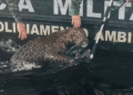 Onça-pintada é resgatada após horas nadando no Rio Negro em Manaus