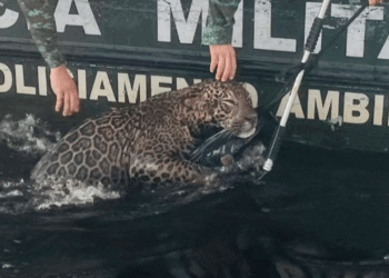 Onça-pintada é resgatada após horas nadando no Rio Negro em Manaus