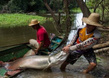 Governo do AM garante direito ao seguro-defeso de 80 mil pescadores com ampliação de prazo para emissão da nova CIN