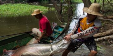Governo do AM garante direito ao seguro-defeso de 80 mil pescadores com ampliação de prazo para emissão da nova CIN