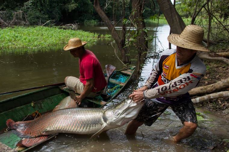 Governo do AM garante direito ao seguro-defeso de 80 mil pescadores com ampliação de prazo para emissão da nova CIN