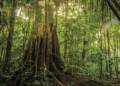 Amazônia perdeu 52 milhões de hectares de vegetação nativa em 40 anos, aponta MapBiomas