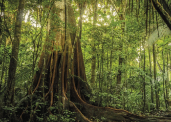 Amazônia perdeu 52 milhões de hectares de vegetação nativa em 40 anos, aponta MapBiomas